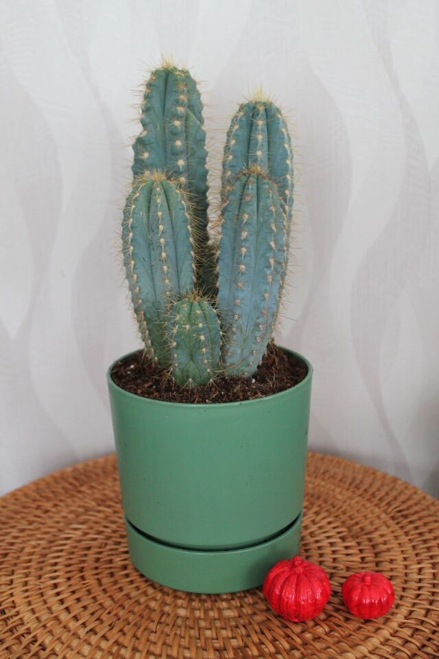 Pilosocereus Azureus Mavi Kaktüs 30 cm