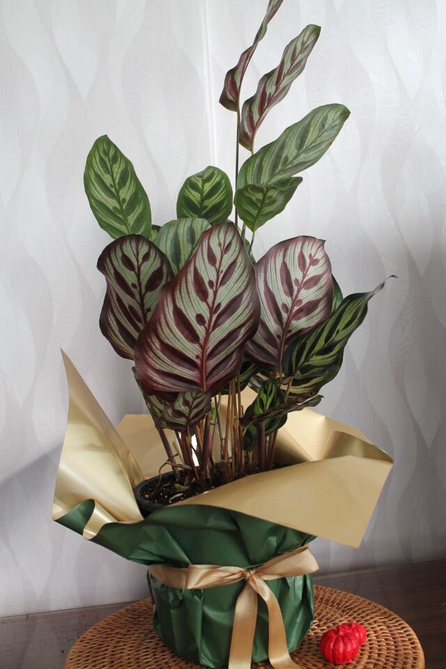 Premium İthal Calathea Dua Çiçeği - Özel Yeşil Gold Ambalaj Tasarımlı