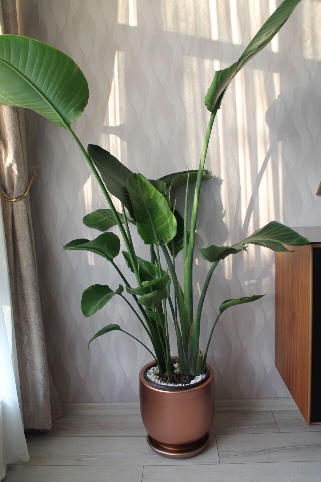 Bronz El Yapımı Saksıda Canlı Strelitzia Nikolay Salon Bitkisi - 172 cm