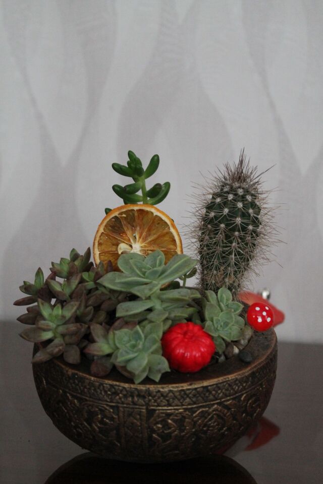 Eskitme Desenli Seramik Kasede Canlı Kaktüs ve Sukulent Terraryum Aranjmanı