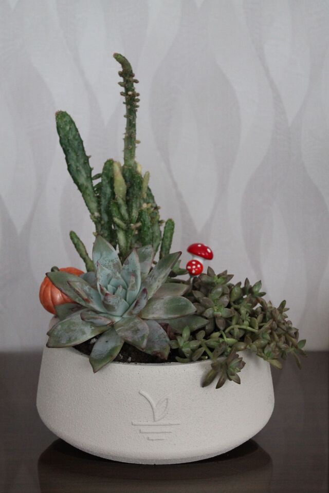 Modern Beton Saksıda Canlı Kaktüs ve Sukulent Terraryum Aranjmanı
