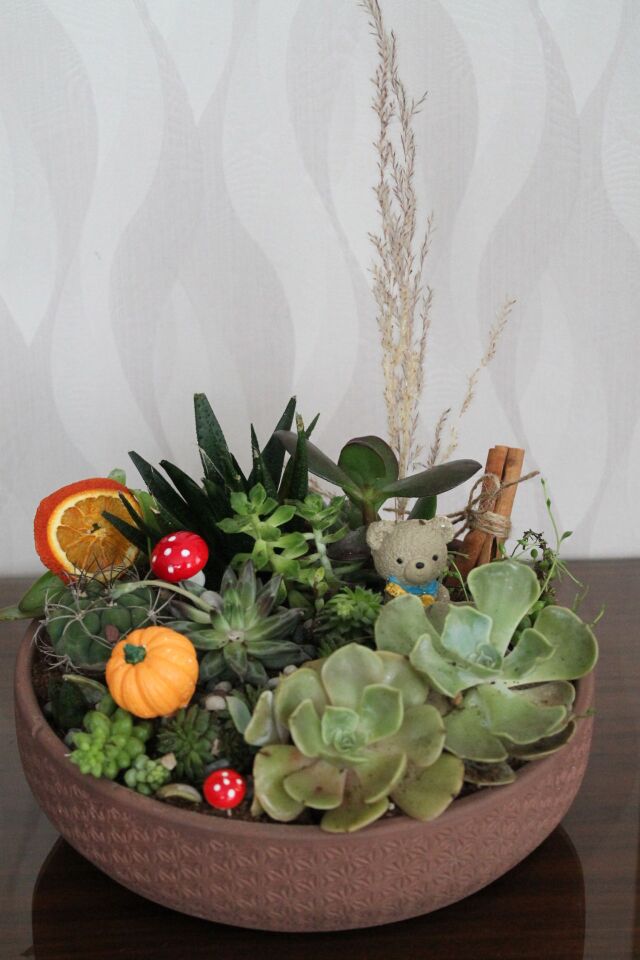 Büyük Boy Desenli Beton Saksıda Canlı Kaktüs ve Sukulent Terraryum Aranjmanı