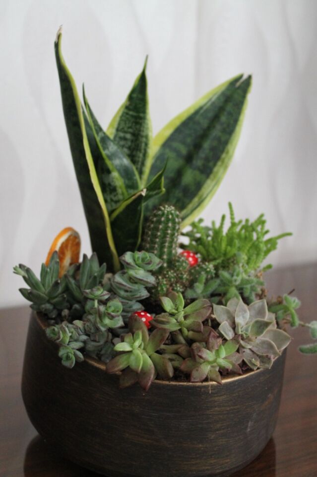Eskitme Seramik Saksıda Canlı Paşa Kılıcı ve Sukulent Terraryum Aranjmanı