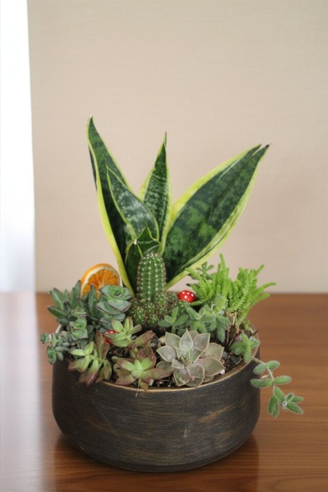Eskitme Seramik Saksıda Canlı Paşa Kılıcı ve Sukulent Terraryum Aranjmanı
