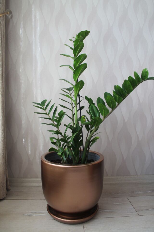 El Yapımı Bronz Altın Saksıda Canlı Zamioculcas Zz Salon Bitkisi (95 cm)