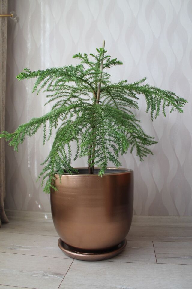 El Yapımı Bronz Altın Saksıda Canlı Araucaria Arokarya Salon Bitkisi (90 cm)
