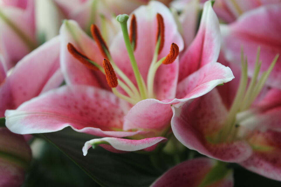 Hasır Sepette Canlı Pembe Lilium Lilyum Salon Bitkisi
