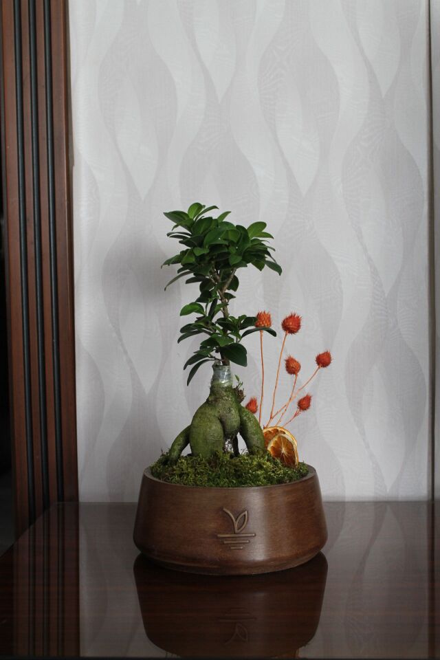 Dekoratif Saksıda Canlı Ficus Ginseng Bonsai Aranjmanı