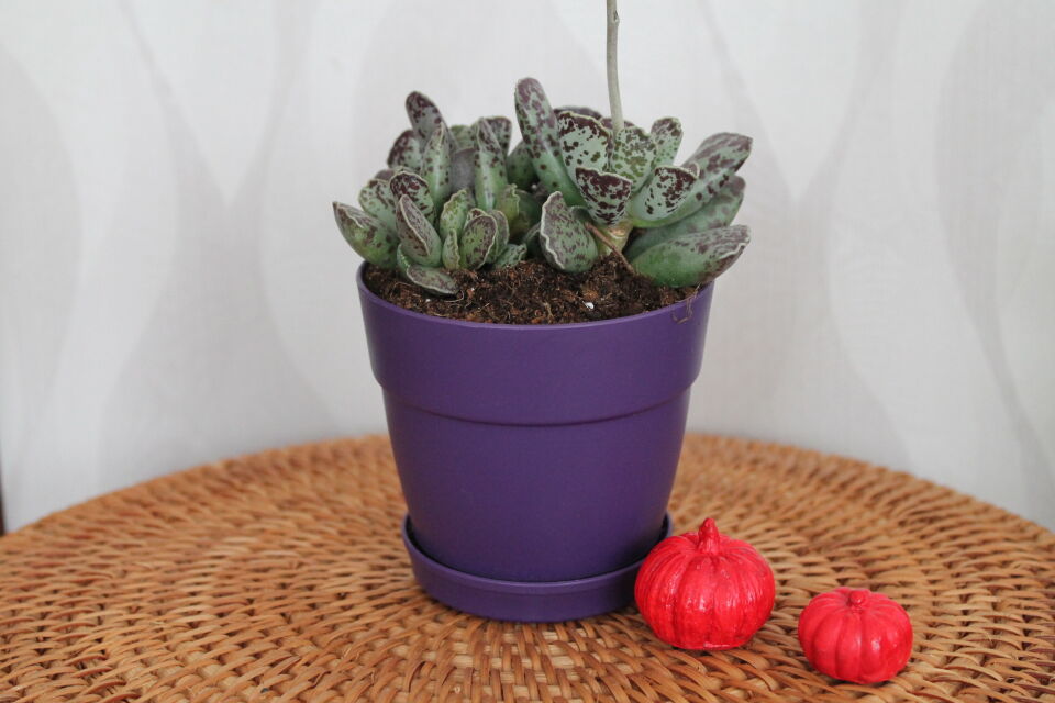 Mor Saksıda İthal Adromischus Cooperi İthal Sukulent