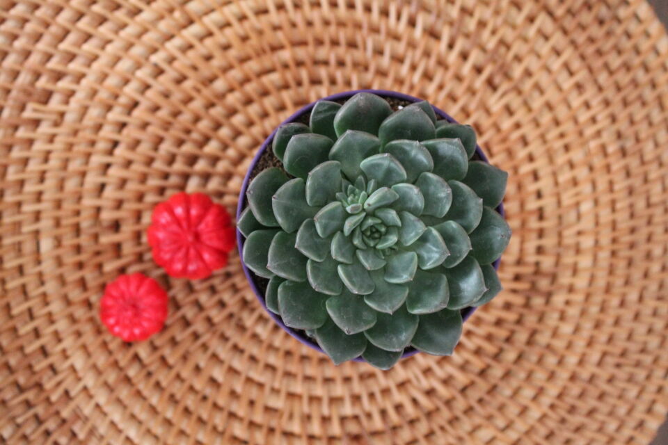 Mor Saksıda Echeveria İthal Sukulent