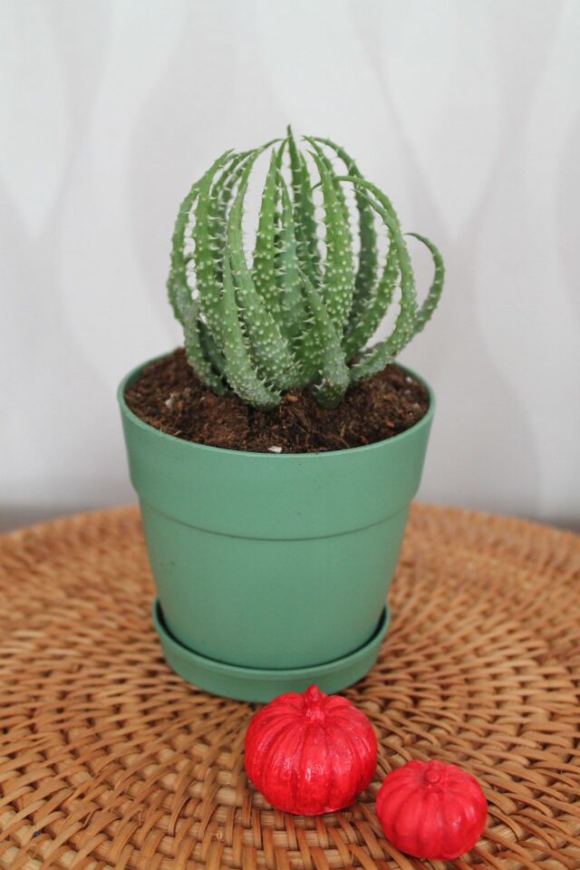 Yeşil Saksıda Haworthia Aristata Saksıda Sukulent